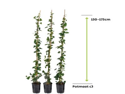 Hedera Hibernica - Klimop 150 - 175 cm - 3L