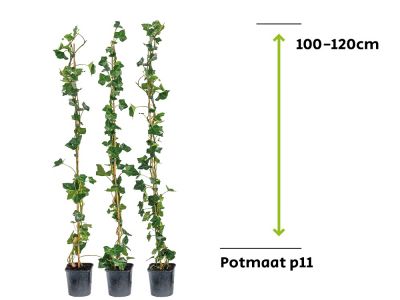 Hedera Hibernica - Klimop 100 - 120cm