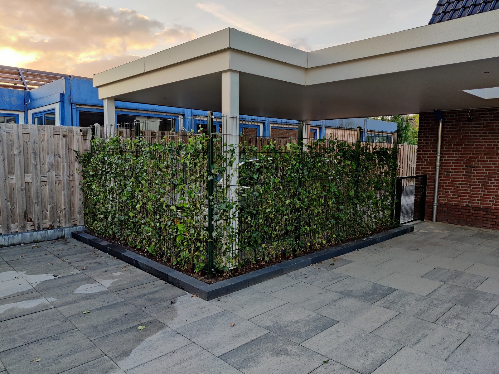Dubbelstaafmat hekwerk met hedera